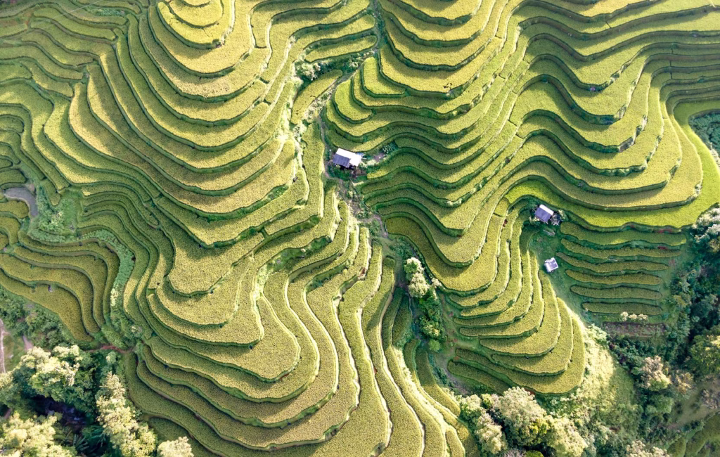 Tegallalang Rice Terraces: Where to Get the Best Shot